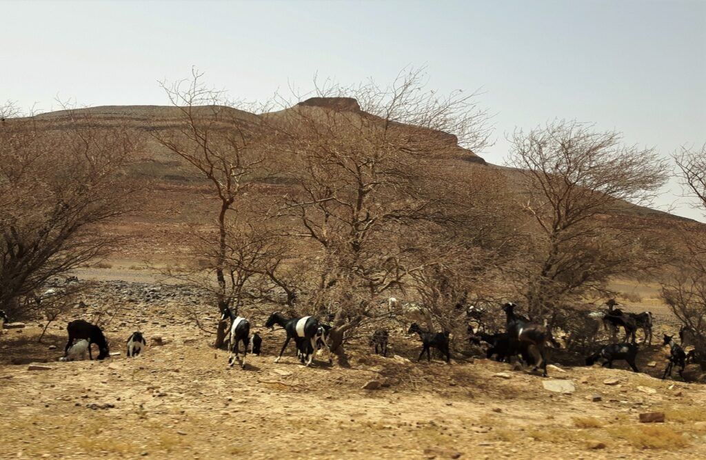 Adrar Plateau Chingi Tours