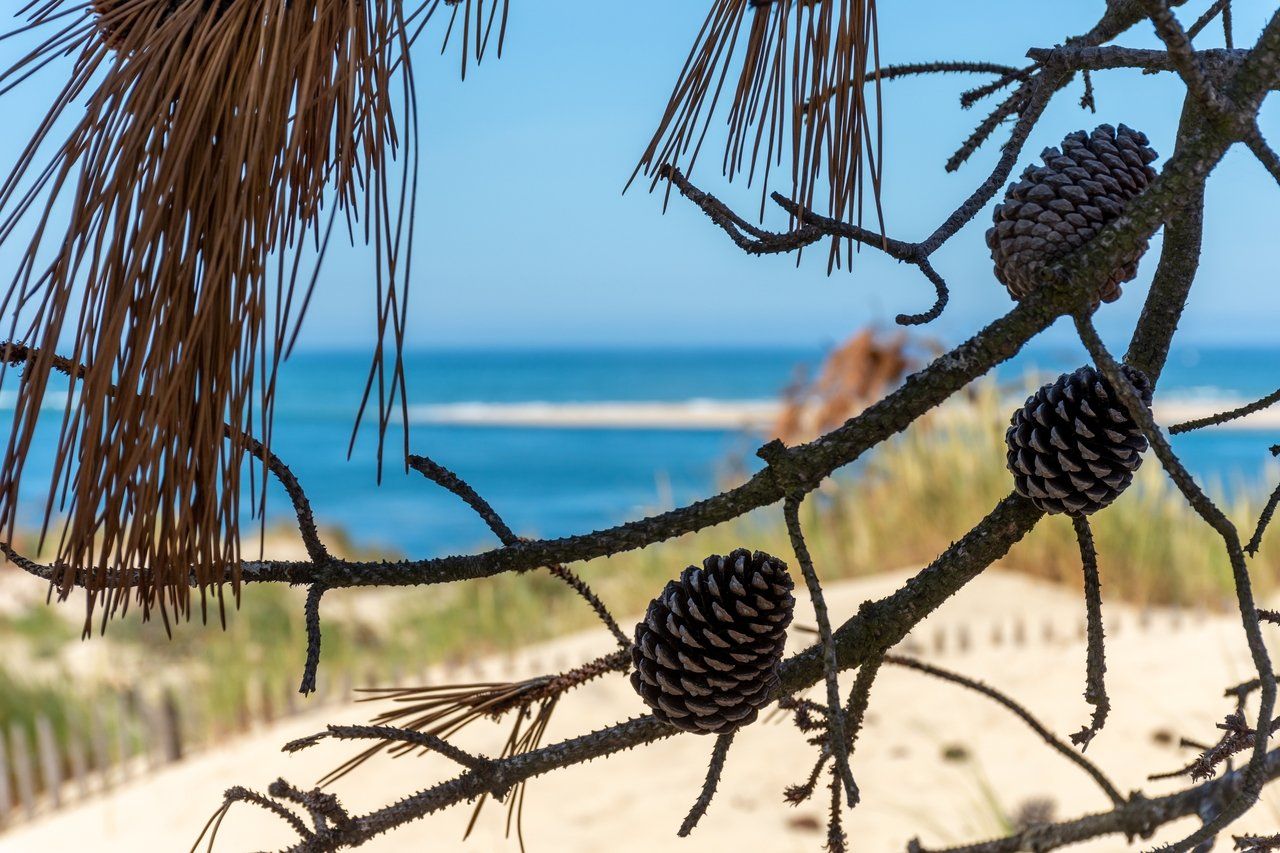 Banc d'Arguin National Park Tour