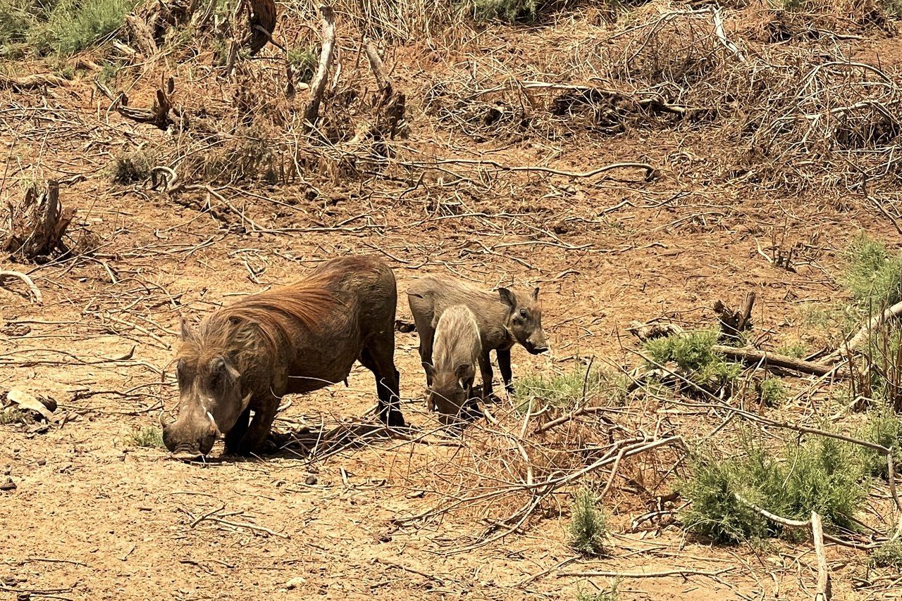 Diawling National Park Tour